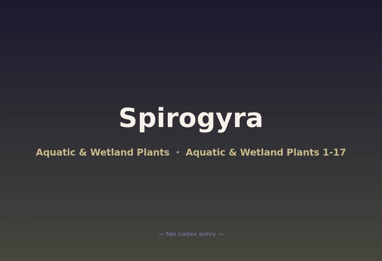 Spirogyra