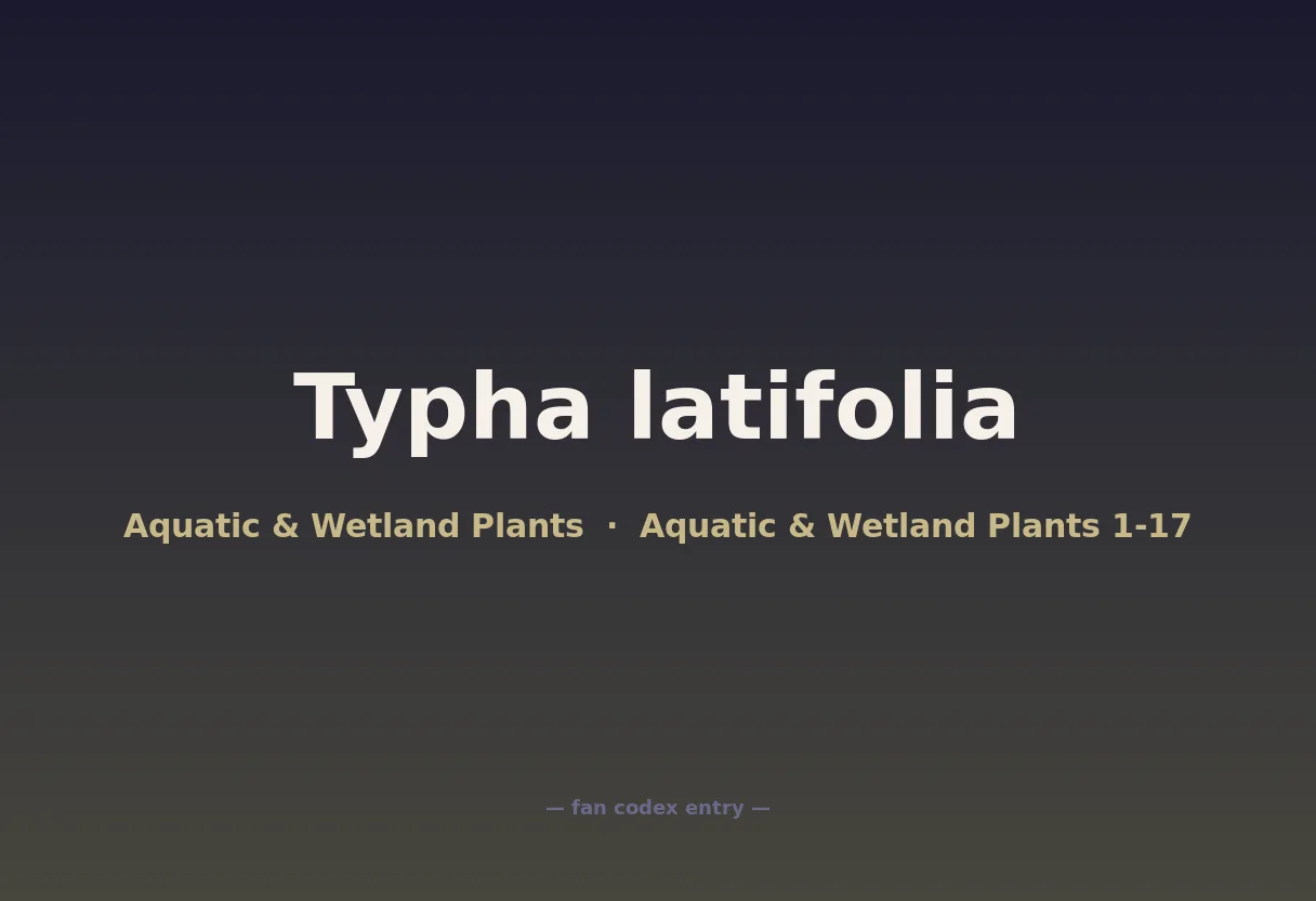 Typha latifolia